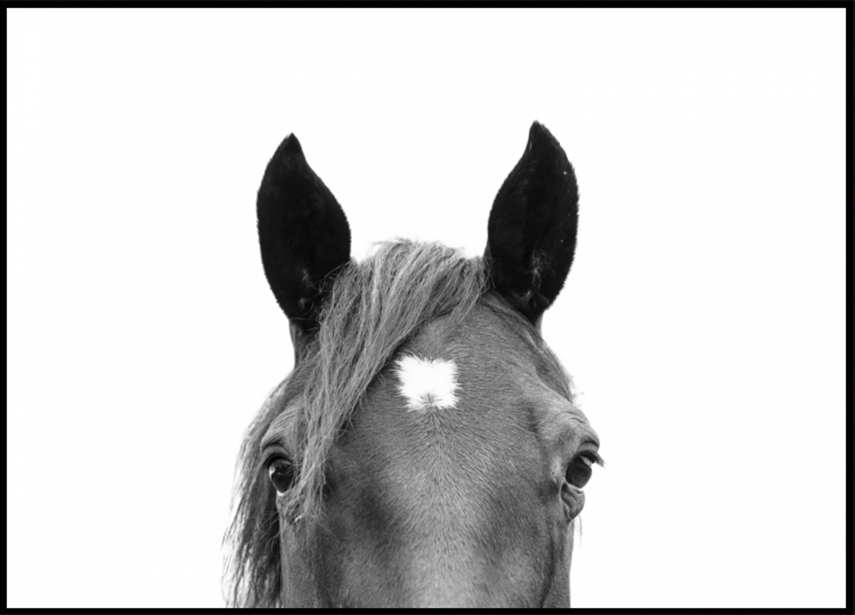 Caballo que mira furtivamente