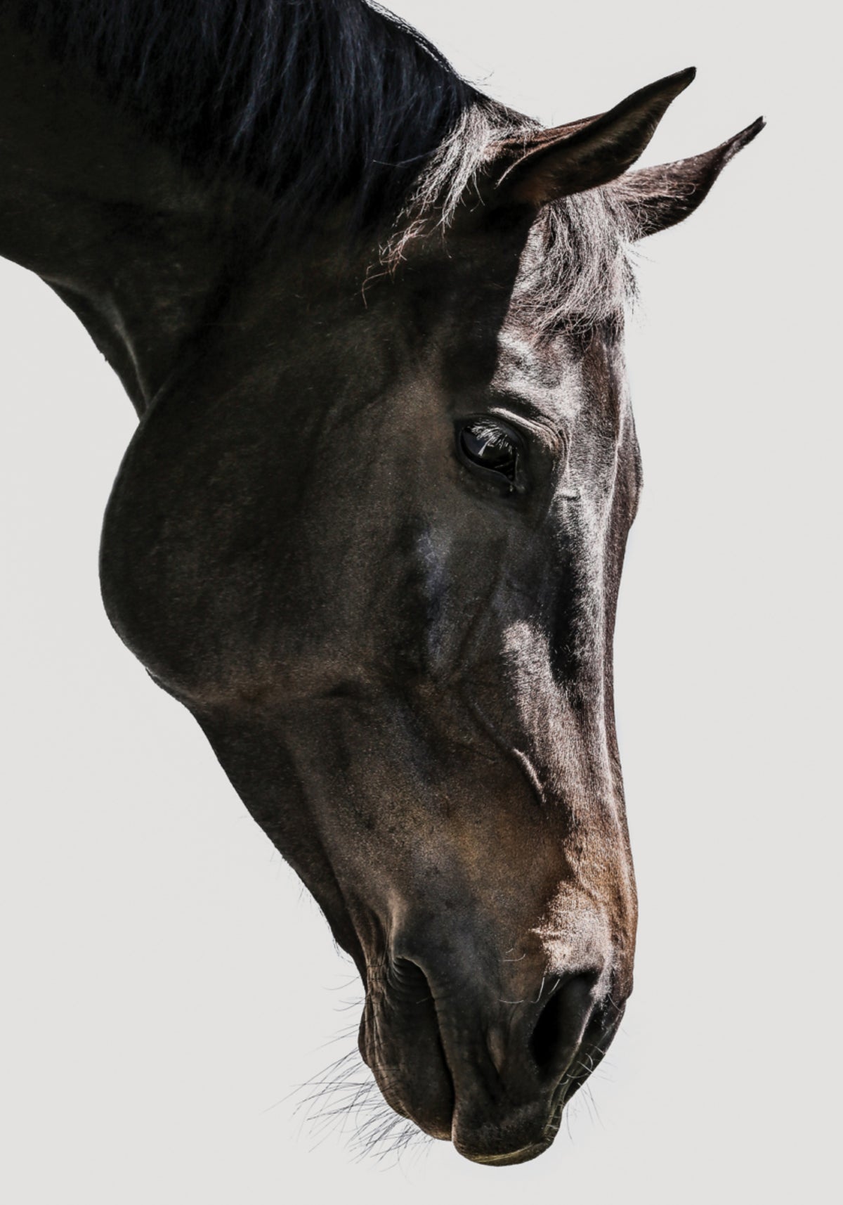 Gasa equina suave