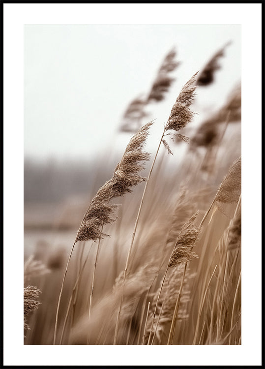 Golden Grass in Warm Breeze Plakat - Posterbox