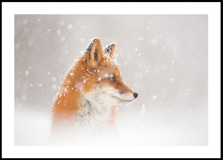 Snow is falling… Plakat - Posterbox