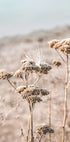 Dried Flowers Plakat - Posterbox.dk