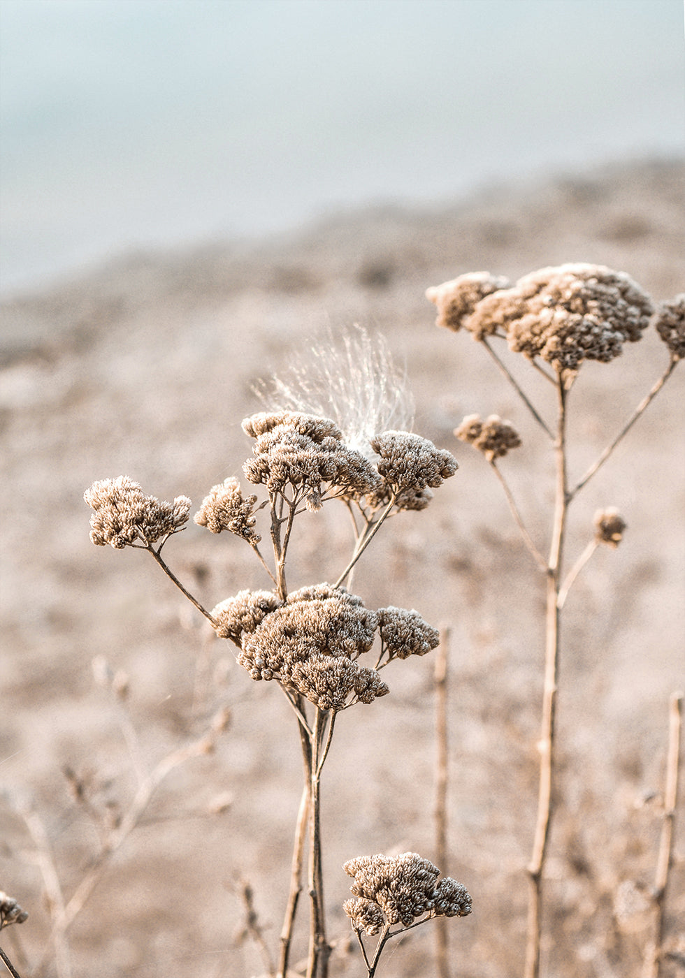 Dried Flowers Plakat - Posterbox.dk