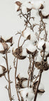 Dry Cotton Plant Plakat - Posterbox.dk