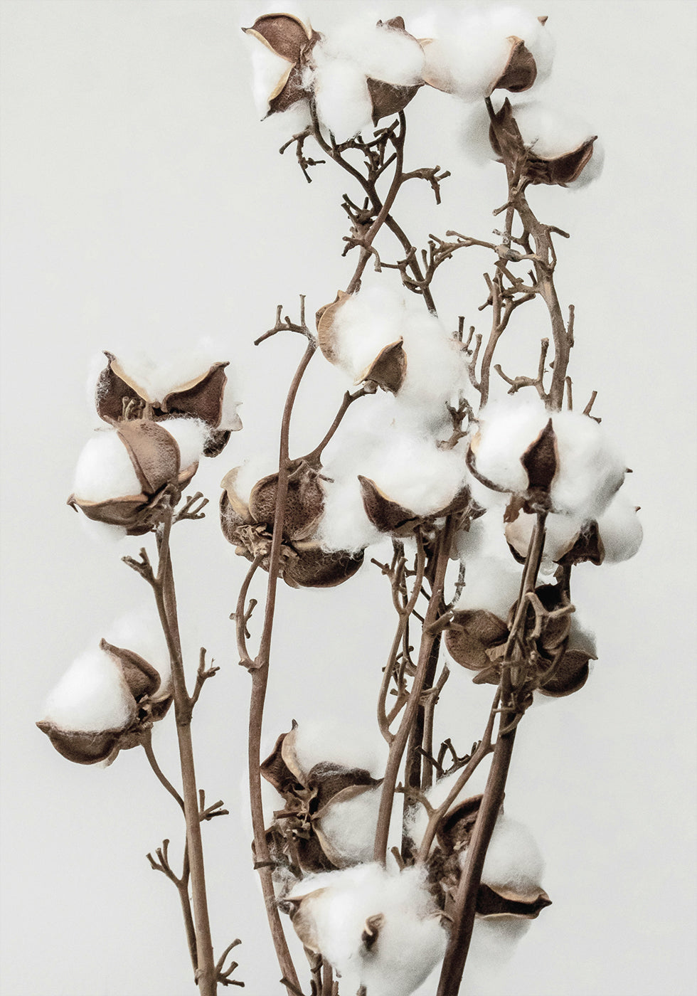 Dry Cotton Plant Plakat - Posterbox.dk