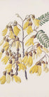 Kowhai Drawn By Sarah Featon (1848–1927) (NEW) - Posterbox