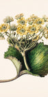 Korikor Drawn By Sarah Featon (1848–1927 (NEW) - Posterbox