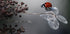 Ladybird on hydrangea. - Posterbox