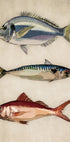 Trio of Ocean Life - Posterbox
