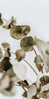 Eucalyptus Plakat - Posterbox.dk