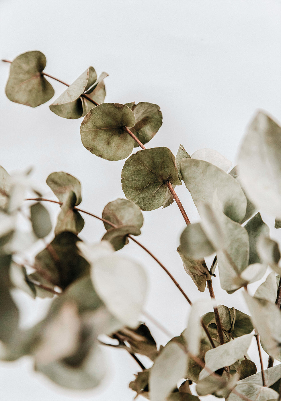 Eucalyptus Plakat - Posterbox.dk