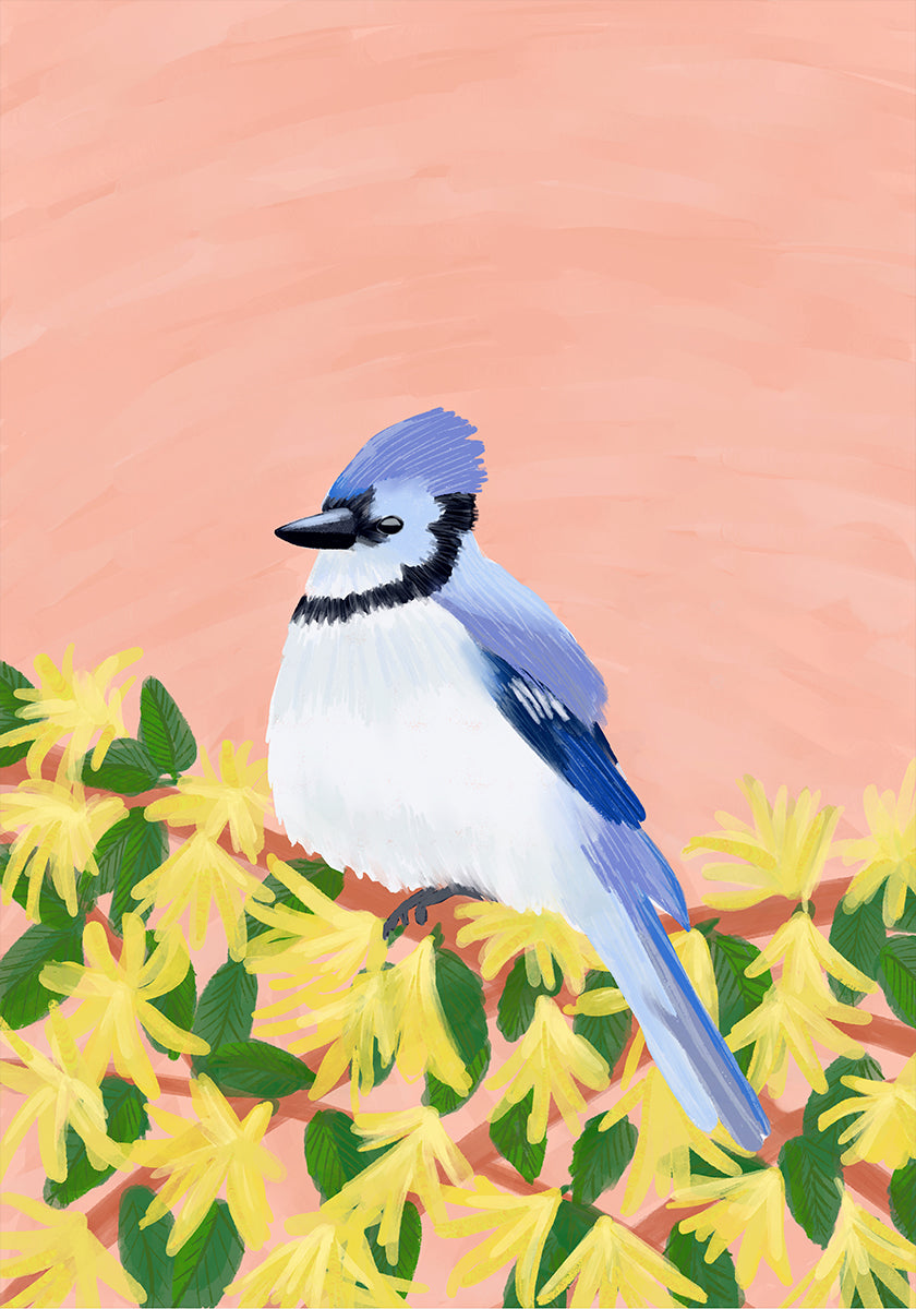 Un arrendajo azul posado en una rama con flores amarillas sobre un fondo de color melocotón.