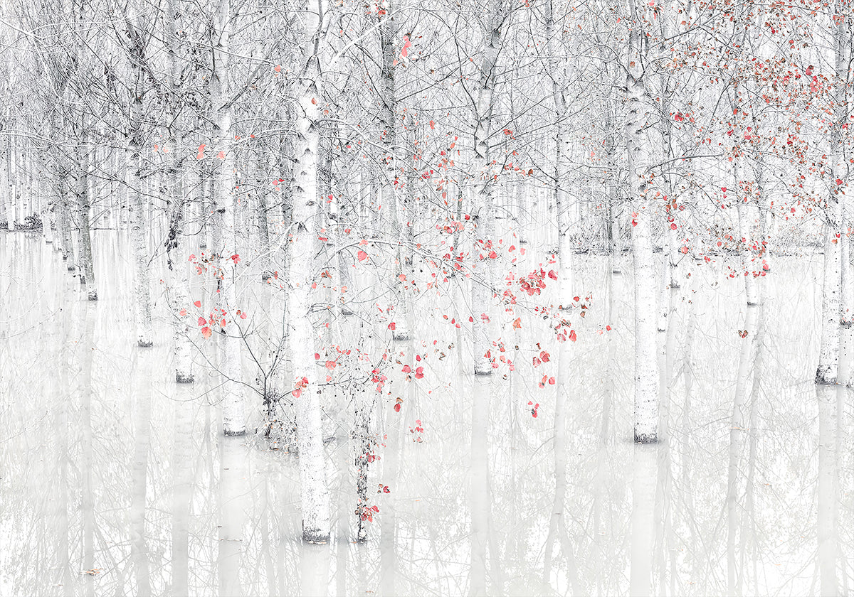Red & white Plakat - Posterbox