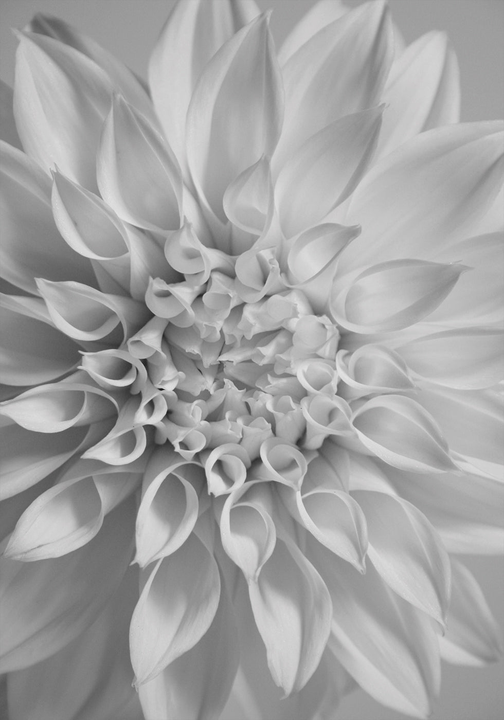 Flower Plakat - Posterbox.dk