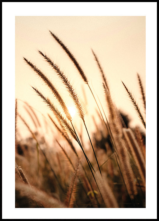 Sunset Dry Grass Plakat - Posterbox.dk