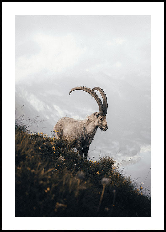 Mountain Goat in Serenity Plakat - Posterbox.dk