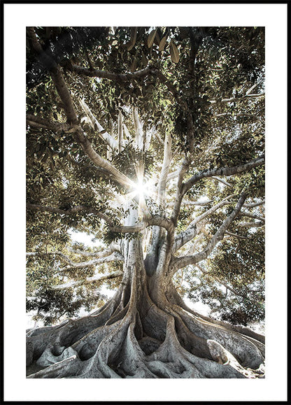 Cartel de árbol con raíces grandes 