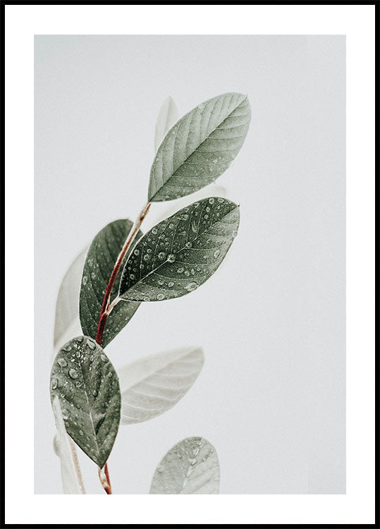 Dew On The Leaves Plakat - Posterbox.dk