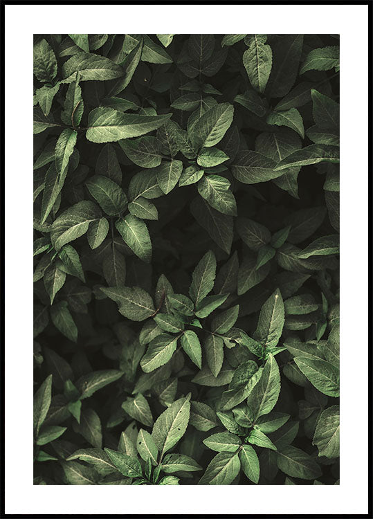 Garden Green No. 1 Plakat - Posterbox.dk