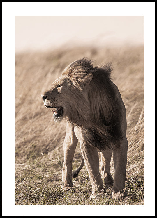 Lion In Profile Plakat - Posterbox.dk