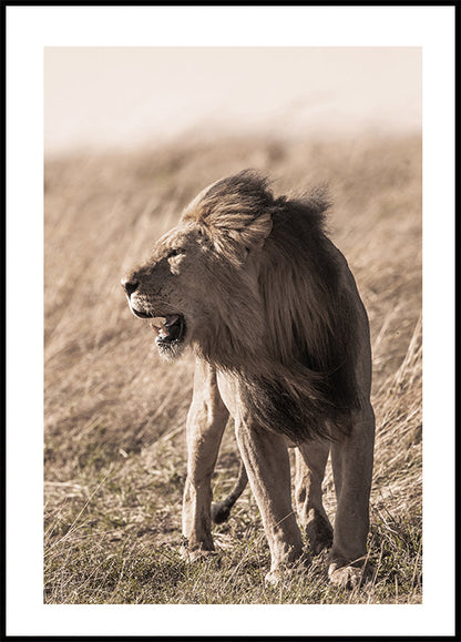 Póster de león de perfil 