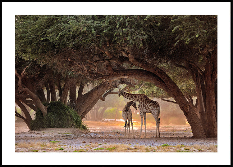 Giraffe - Namibia - Posterbox