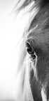 Horse Eye Plakat - Posterbox.dk