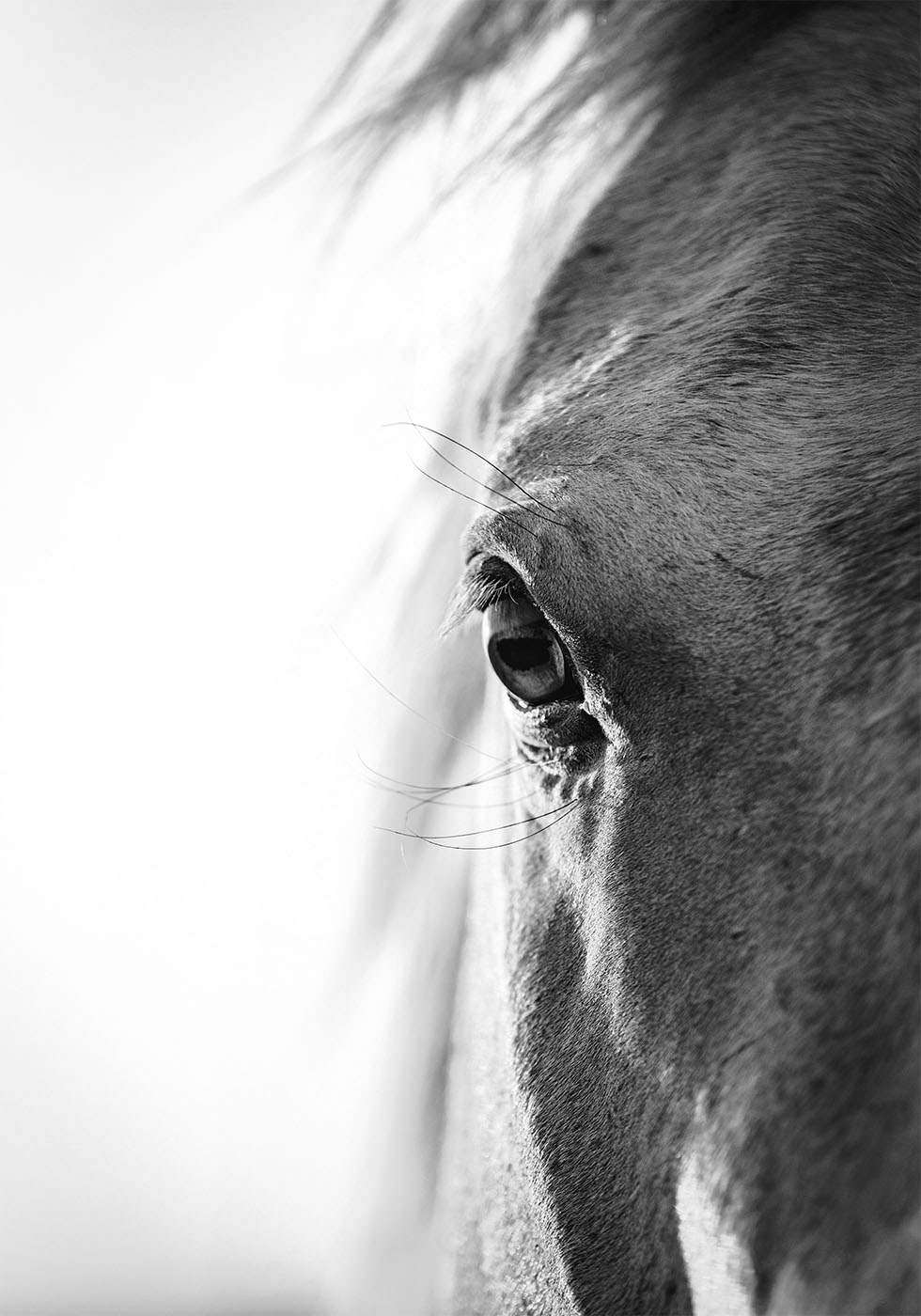 Horse Eye Plakat - Posterbox.dk