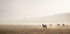 Horses in The Fog Plakat - Posterbox.dk