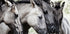 Four Konik Horses - Posterbox