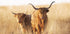 Young and Old Highlander Plakat - Posterbox