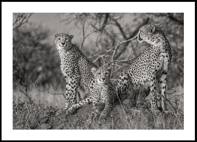 Three Cats Plakat - Posterbox