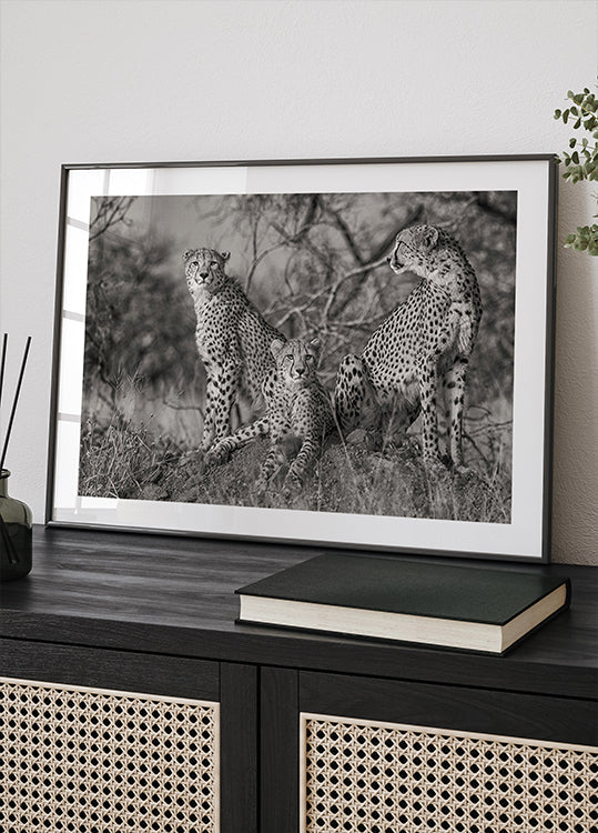 Three Cats Plakat - Posterbox