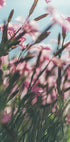 Una vista de cerca de un campo de flores de color rosa vibrante, con delicados pétalos y tallos que crean una sensación de profundidad y movimiento.