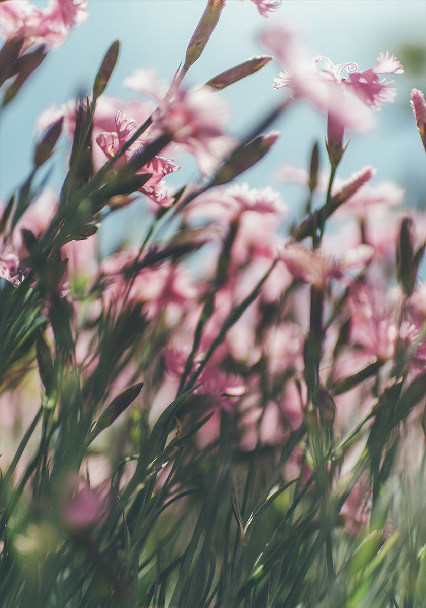 Una vista de cerca de un campo de flores de color rosa vibrante, con delicados pétalos y tallos que crean una sensación de profundidad y movimiento.