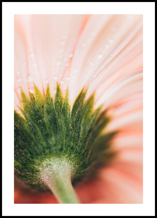 Una vista de cerca de un delicado pétalo de flor rosa, con gotas de agua brillando en su superficie, creando un efecto suave y etéreo.