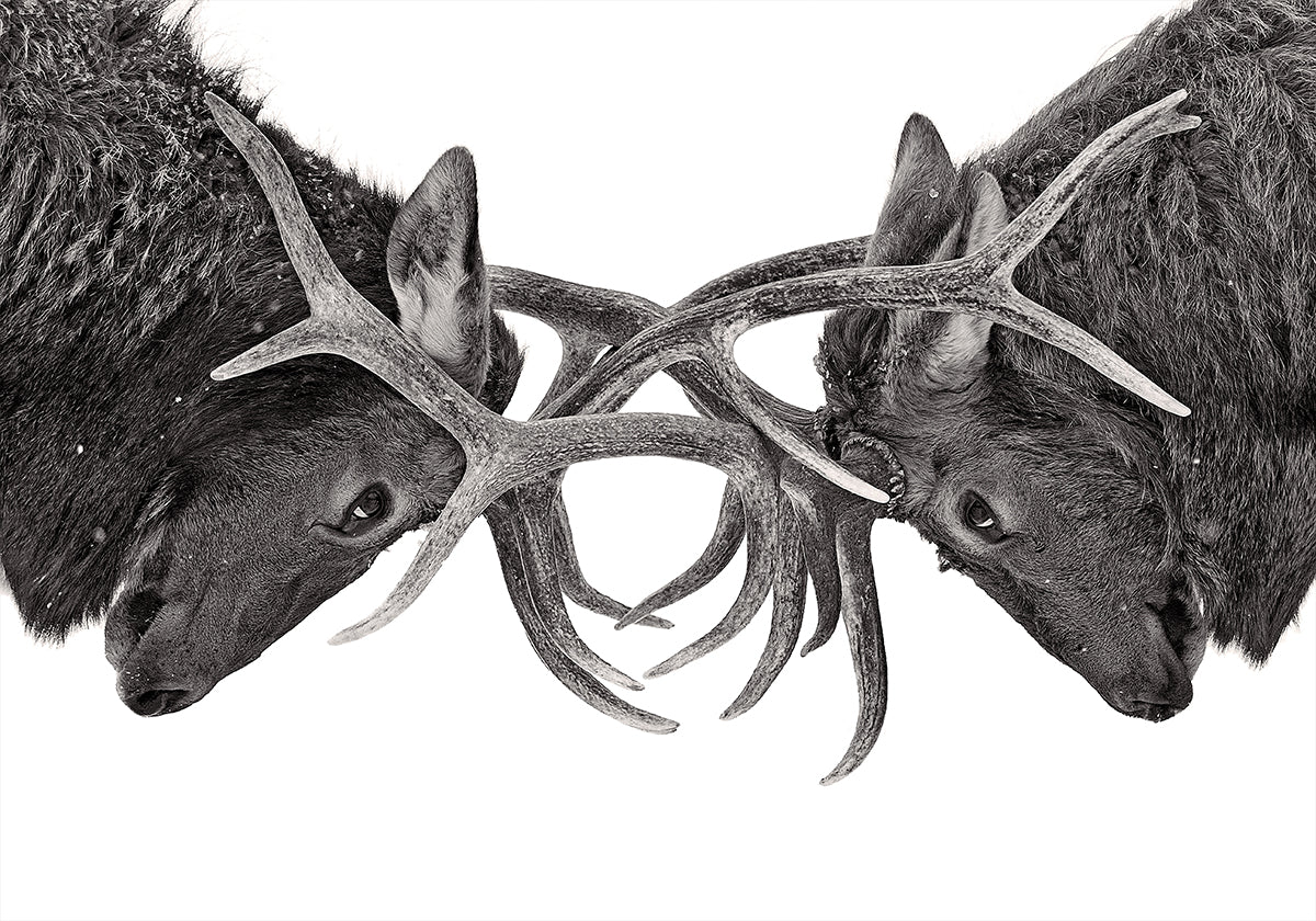 Eye to Eye - Elk fight Plakat - Posterbox