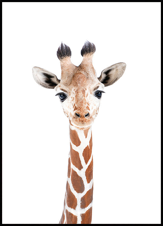 Baby Giraffe Plakat - Posterbox