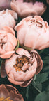 Coral Peonies - Posterbox