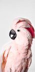 Pink Cockatoo - Posterbox