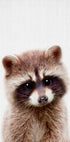 Peekaboo Raccoon Plakat - Posterbox