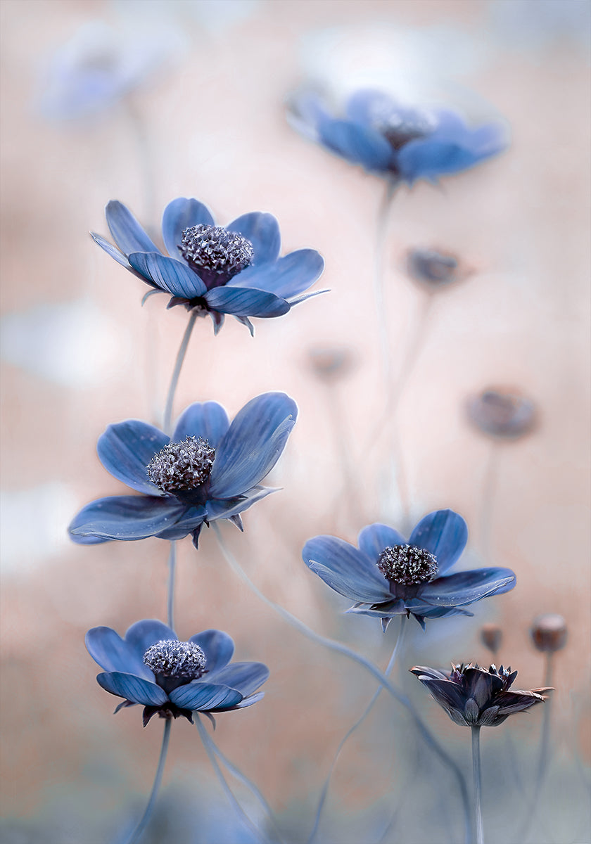 Cosmos blue - Posterbox