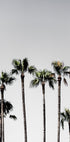 Palm Trees 5 Plakat - Posterbox