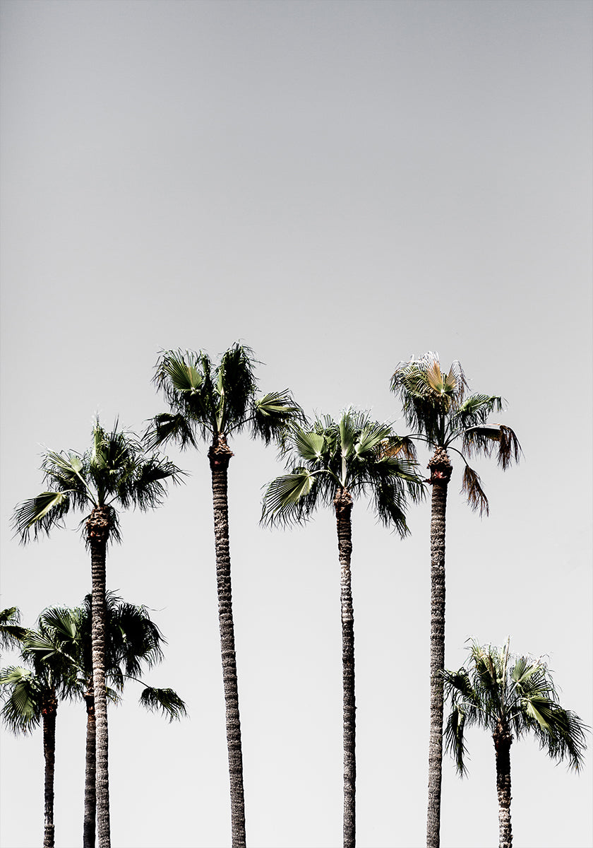 Palm Trees 5 Plakat - Posterbox