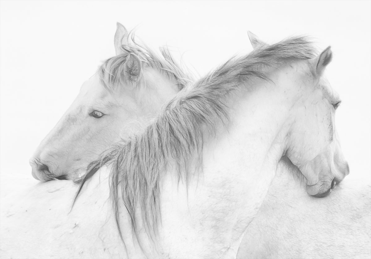 Horses - Posterbox