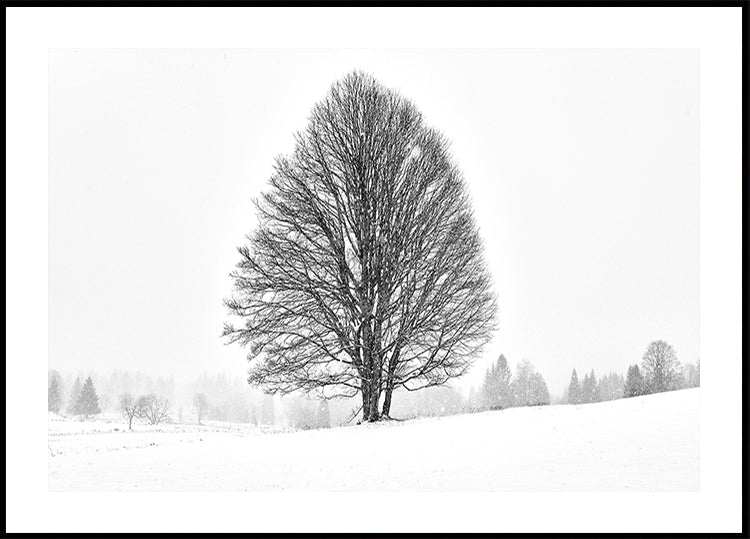 LONELY TREE Plakat - Posterbox
