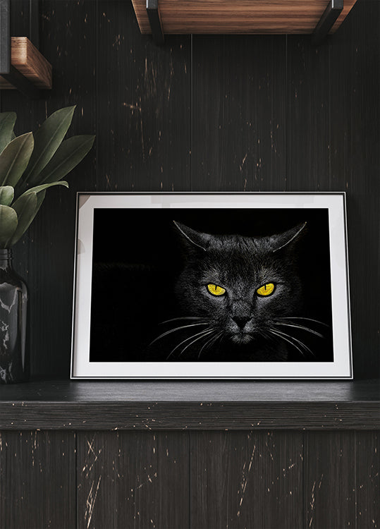 Gato negro Póster