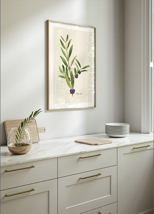 Botánica Phillyrea Latifolia Póster