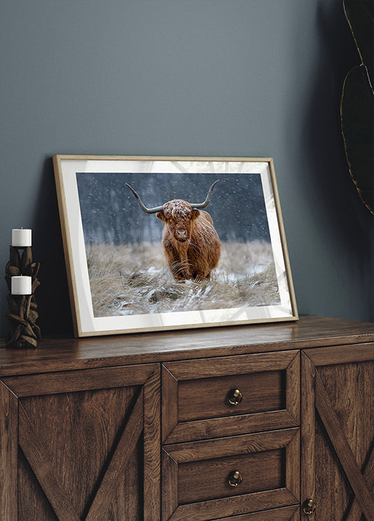 Vaca de las tierras altas nevadas