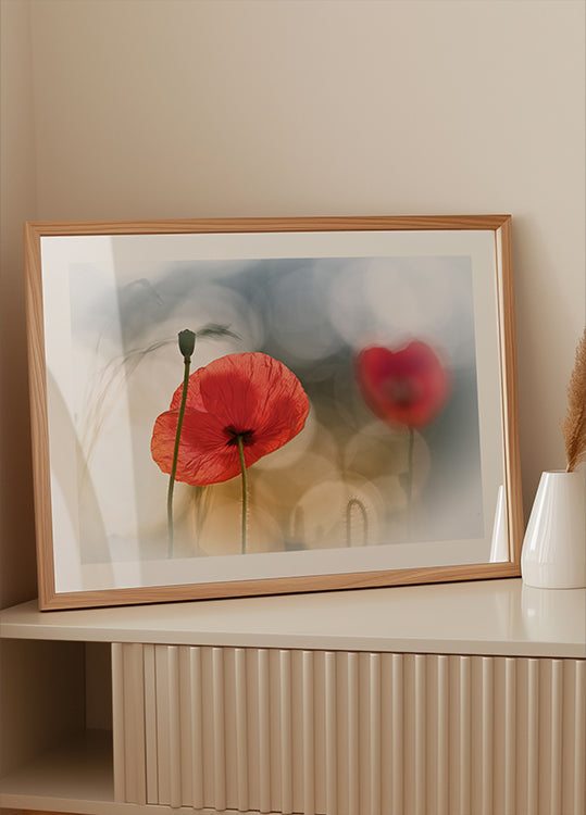 amapolas de la mañana