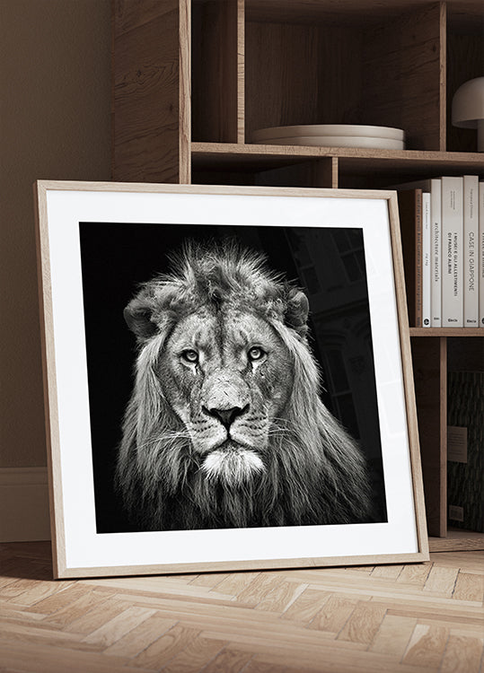 León macho joven Póster